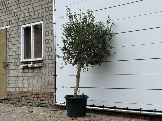 Olijfboom florida - olea europaea - ca. 25 jaar oud - hoogte ca. 200 cm - afbeelding 2 van  3