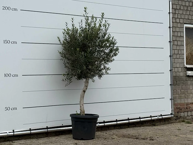 Olijfboom florida - olea europaea - ca. 25 jaar oud - hoogte ca. 200 cm - afbeelding 3 van  3