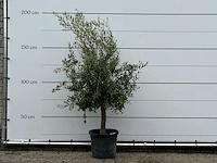 Olijfboom florida - olea europaea - ca. 25 jaar oud - hoogte ca. 200 cm