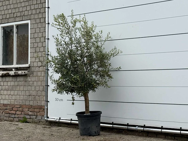 Olijfboom florida - olea europaea - ca. 25 jaar oud - hoogte ca. 200 cm - afbeelding 2 van  4