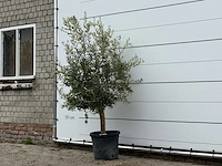 Olijfboom florida - olea europaea - ca. 25 jaar oud - hoogte ca. 200 cm - afbeelding 2 van  4