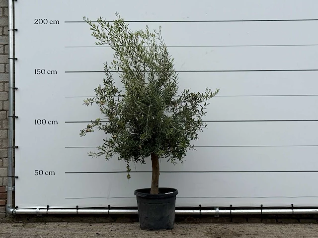 Olijfboom florida - olea europaea - ca. 25 jaar oud - hoogte ca. 200 cm - afbeelding 3 van  4