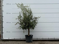 Olijfboom florida - olea europaea - ca. 25 jaar oud - hoogte ca. 200 cm - afbeelding 3 van  4