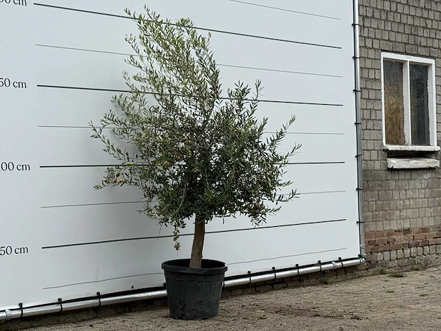 Olijfboom florida - olea europaea - ca. 25 jaar oud - hoogte ca. 200 cm - afbeelding 4 van  4