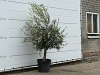 Olijfboom florida - olea europaea - ca. 25 jaar oud - hoogte ca. 200 cm - afbeelding 4 van  4