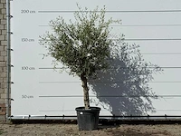 Olijfboom florida - olea europaea - ca. 25 jaar oud - hoogte ca. 200 cm