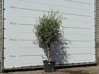 Olijfboom florida - olea europaea - ca. 25 jaar oud - hoogte ca. 200 cm - afbeelding 2 van  3