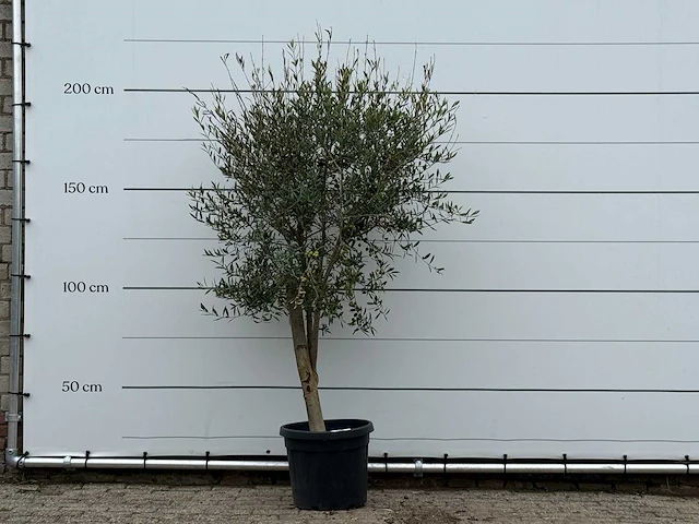 Olijfboom florida - olea europaea - ca. 25 jaar oud - hoogte ca. 210 cm - afbeelding 1 van  3