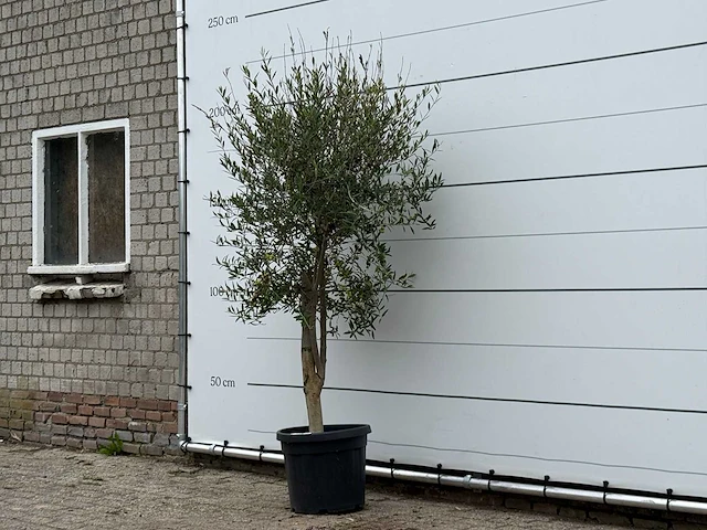 Olijfboom florida - olea europaea - ca. 25 jaar oud - hoogte ca. 210 cm - afbeelding 2 van  3