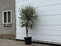 Olijfboom florida - olea europaea - ca. 25 jaar oud - hoogte ca. 210 cm - afbeelding 2 van  3