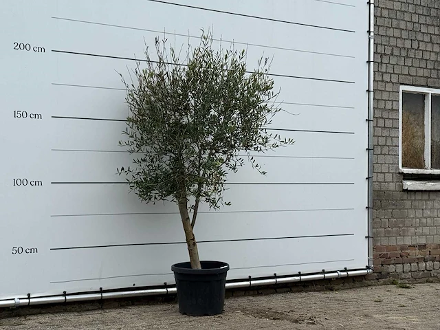 Olijfboom florida - olea europaea - ca. 25 jaar oud - hoogte ca. 210 cm - afbeelding 3 van  3