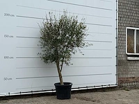 Olijfboom florida - olea europaea - ca. 25 jaar oud - hoogte ca. 210 cm - afbeelding 3 van  3