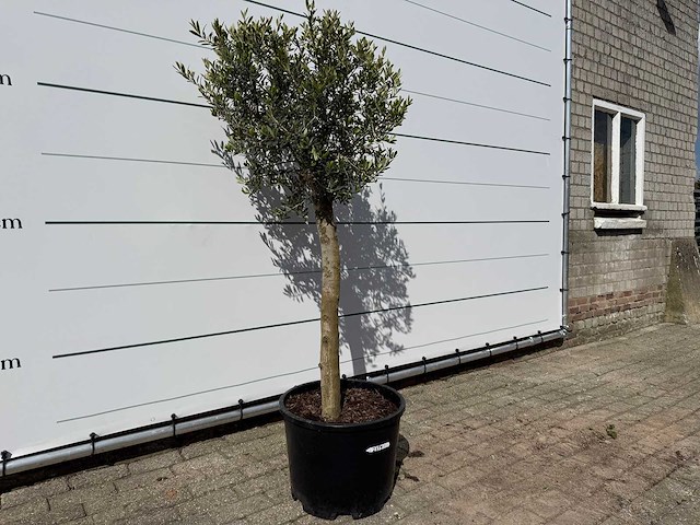 Olijfboom florida - olea europaea - ca. 40 jaar oud - hoogte ca. 160 cm - afbeelding 2 van  4