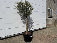 Olijfboom florida - olea europaea - ca. 40 jaar oud - hoogte ca. 160 cm - afbeelding 2 van  4