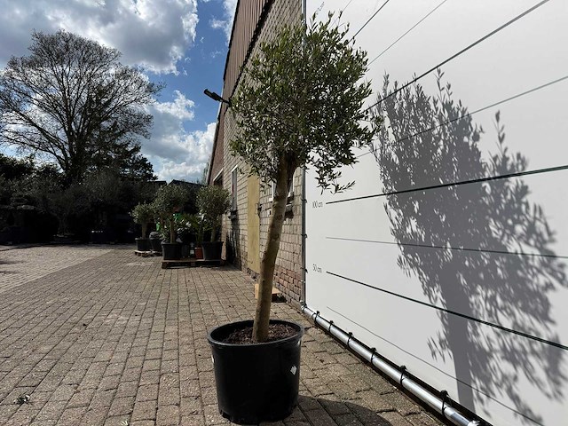 Olijfboom florida - olea europaea - ca. 40 jaar oud - hoogte ca. 160 cm - afbeelding 3 van  4