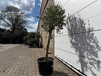 Olijfboom florida - olea europaea - ca. 40 jaar oud - hoogte ca. 160 cm - afbeelding 3 van  4