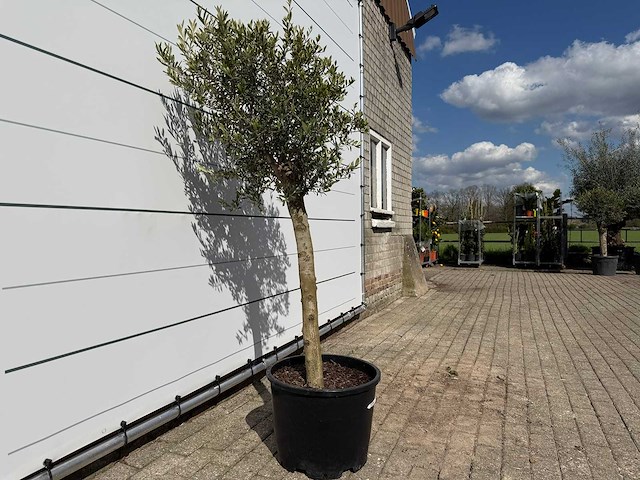 Olijfboom florida - olea europaea - ca. 40 jaar oud - hoogte ca. 160 cm - afbeelding 4 van  4
