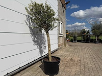 Olijfboom florida - olea europaea - ca. 40 jaar oud - hoogte ca. 160 cm - afbeelding 4 van  4