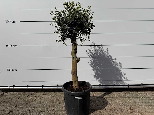 Olijfboom florida - olea europaea - ca. 40 jaar oud - hoogte ca. 160 cm - afbeelding 1 van  4