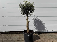 Olijfboom florida - olea europaea - ca. 40 jaar oud - hoogte ca. 160 cm - afbeelding 1 van  4