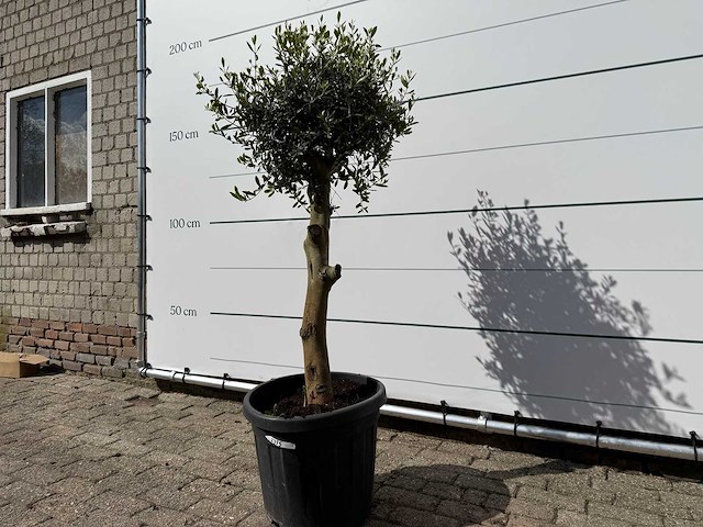 Olijfboom florida - olea europaea - ca. 40 jaar oud - hoogte ca. 160 cm - afbeelding 2 van  4