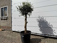 Olijfboom florida - olea europaea - ca. 40 jaar oud - hoogte ca. 160 cm - afbeelding 2 van  4