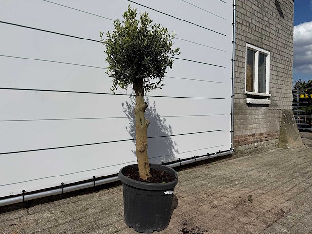 Olijfboom florida - olea europaea - ca. 40 jaar oud - hoogte ca. 160 cm - afbeelding 3 van  4