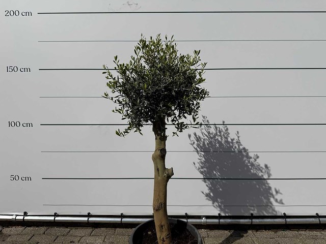 Olijfboom florida - olea europaea - ca. 40 jaar oud - hoogte ca. 160 cm - afbeelding 4 van  4