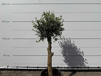 Olijfboom florida - olea europaea - ca. 40 jaar oud - hoogte ca. 160 cm - afbeelding 4 van  4