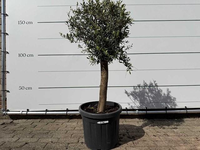 Olijfboom florida - olea europaea - ca. 40 jaar oud - hoogte ca. 160 cm - afbeelding 1 van  4