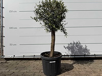 Olijfboom florida - olea europaea - ca. 40 jaar oud - hoogte ca. 160 cm - afbeelding 1 van  4
