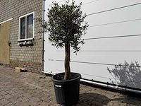 Olijfboom florida - olea europaea - ca. 40 jaar oud - hoogte ca. 160 cm - afbeelding 2 van  4