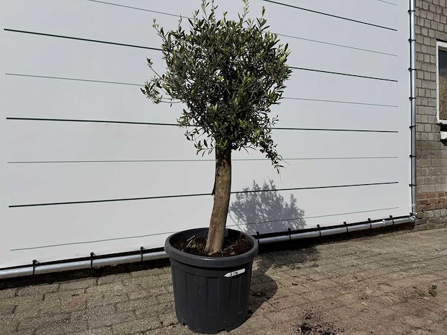 Olijfboom florida - olea europaea - ca. 40 jaar oud - hoogte ca. 160 cm - afbeelding 3 van  4