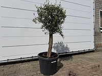 Olijfboom florida - olea europaea - ca. 40 jaar oud - hoogte ca. 160 cm - afbeelding 3 van  4