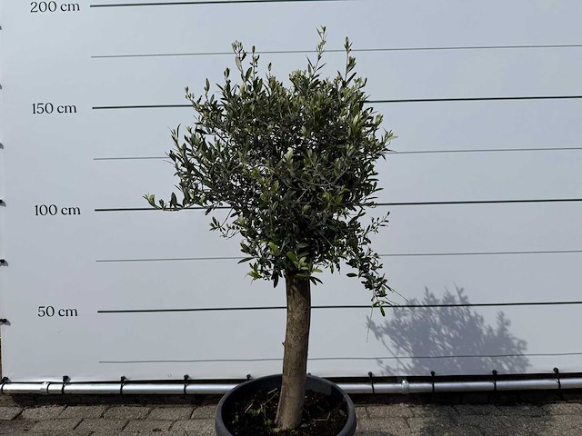 Olijfboom florida - olea europaea - ca. 40 jaar oud - hoogte ca. 160 cm - afbeelding 4 van  4