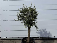Olijfboom florida - olea europaea - ca. 40 jaar oud - hoogte ca. 160 cm - afbeelding 4 van  4