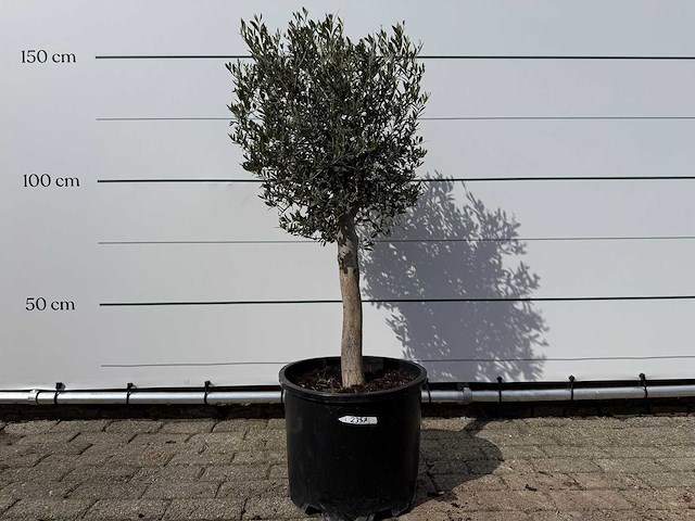 Olijfboom florida - olea europaea - ca. 40 jaar oud - hoogte ca. 160 cm - afbeelding 1 van  3