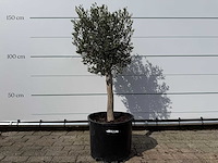 Olijfboom florida - olea europaea - ca. 40 jaar oud - hoogte ca. 160 cm - afbeelding 1 van  3