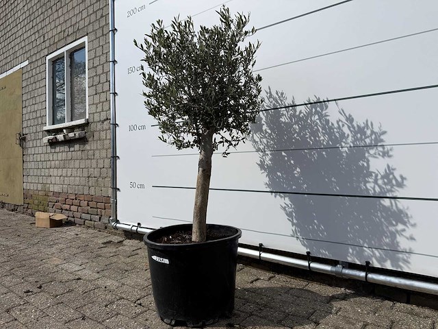 Olijfboom florida - olea europaea - ca. 40 jaar oud - hoogte ca. 160 cm - afbeelding 2 van  3
