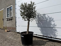 Olijfboom florida - olea europaea - ca. 40 jaar oud - hoogte ca. 160 cm - afbeelding 2 van  3
