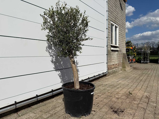 Olijfboom florida - olea europaea - ca. 40 jaar oud - hoogte ca. 160 cm - afbeelding 3 van  3