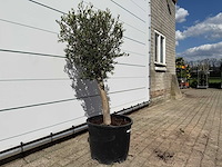 Olijfboom florida - olea europaea - ca. 40 jaar oud - hoogte ca. 160 cm - afbeelding 3 van  3