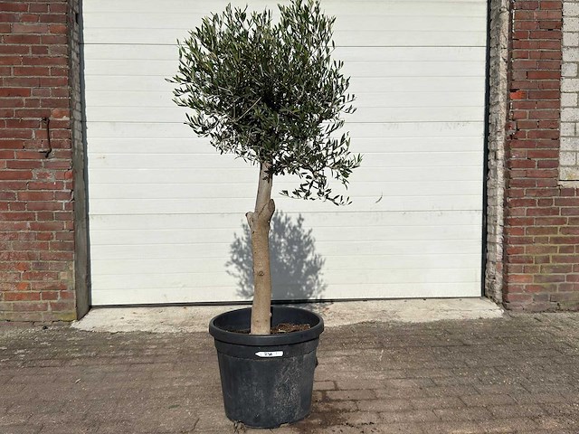 Olijfboom florida - olea europaea - ca. 40 jaar oud - hoogte ca. 170 cm - afbeelding 1 van  6