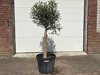 Olijfboom florida - olea europaea - ca. 40 jaar oud - hoogte ca. 170 cm - afbeelding 1 van  6