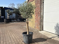 Olijfboom florida - olea europaea - ca. 40 jaar oud - hoogte ca. 170 cm - afbeelding 2 van  6