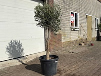 Olijfboom florida - olea europaea - ca. 40 jaar oud - hoogte ca. 170 cm - afbeelding 3 van  6