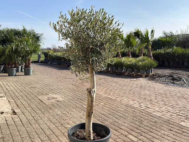 Olijfboom florida - olea europaea - ca. 40 jaar oud - hoogte ca. 170 cm - afbeelding 4 van  6