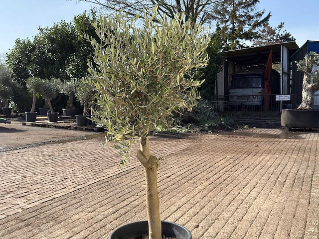 Olijfboom florida - olea europaea - ca. 40 jaar oud - hoogte ca. 170 cm - afbeelding 5 van  6