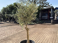 Olijfboom florida - olea europaea - ca. 40 jaar oud - hoogte ca. 170 cm - afbeelding 5 van  6