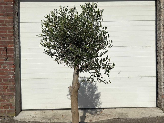 Olijfboom florida - olea europaea - ca. 40 jaar oud - hoogte ca. 170 cm - afbeelding 6 van  6